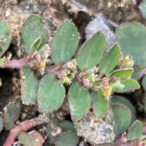 Euphorbia prostrata