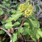 Hedera pastuchovii subsp. cypria