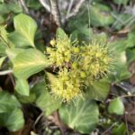 Hedera pastuchovii subsp. cypria