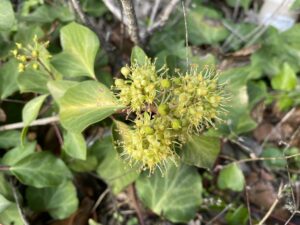 Hedera pastuchovii subsp. cypria