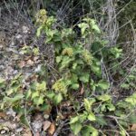 Hedera pastuchovii subsp. cypria