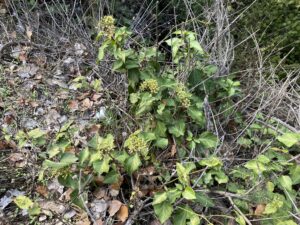 Hedera pastuchovii subsp. cypria