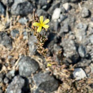 Lactuca viminea