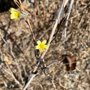 Lactuca viminea