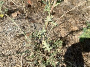 Lactuca viminea