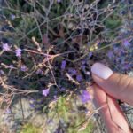 Limonium meyeri inflorescences