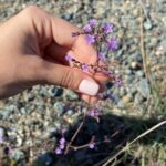 Limonium meyeri inflorescence