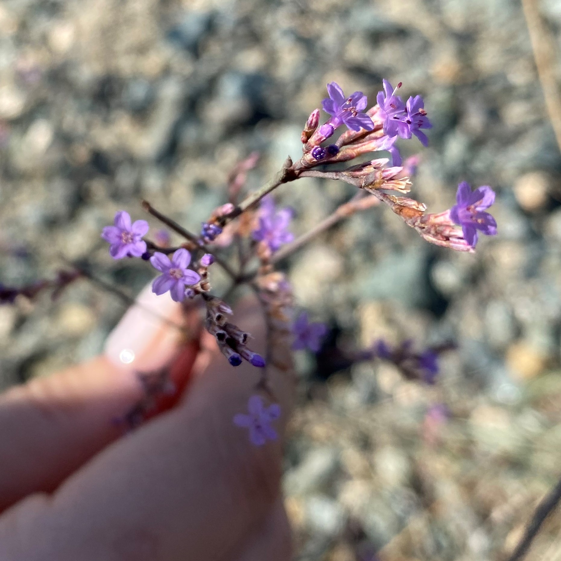 Limonium meyeri