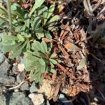 Limonium virgatum leaves