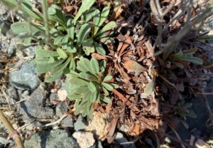 Limonium virgatum leaves