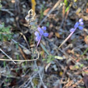 Muscari parviflorum