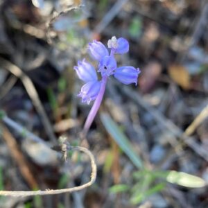 Muscari parviflorum