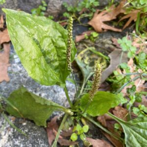 Plantago major