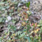 Polygonum aviculare