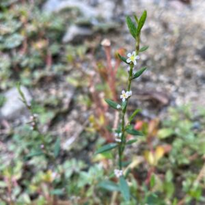 Polygonum aviculare