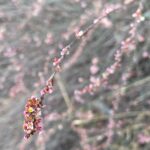 Polygonum equisetiforme inflorescence