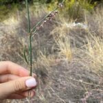 Polygonum equisetiforme branch