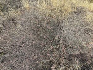 Huge Polygonum equisetiforme (3)