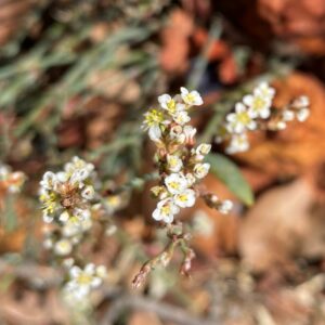 Polygonum equisetiforme flowers