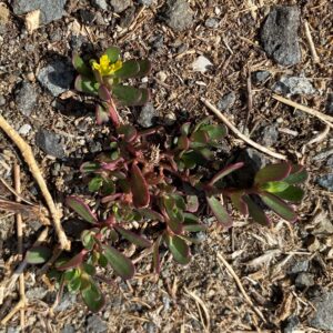 Portulaca oleracea