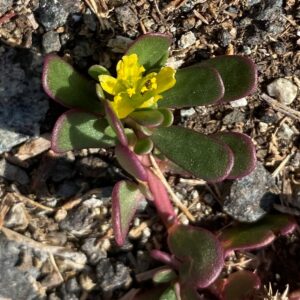 Portulaca oleracea