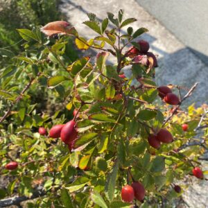 Rosa canina fruits October