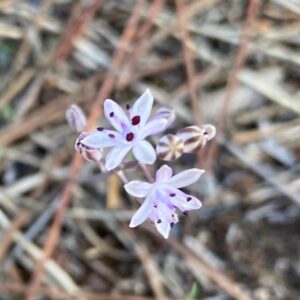 Scilla autumnalis