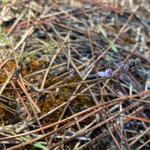 Scilla autumnalis