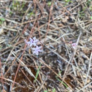 Scilla autumnalis