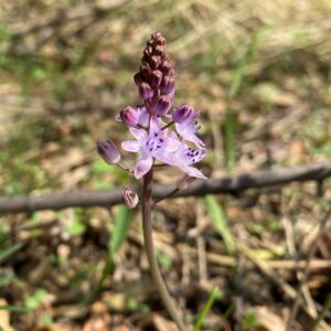 Scilla autumnalis