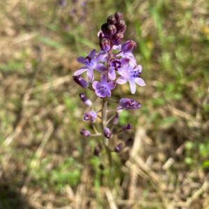 Scilla autumnalis