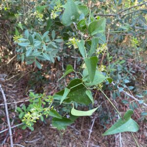 Smilax aspera