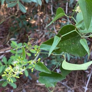 Smilax aspera