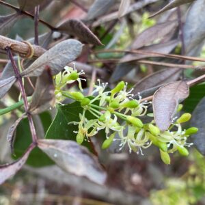 Smilax aspera