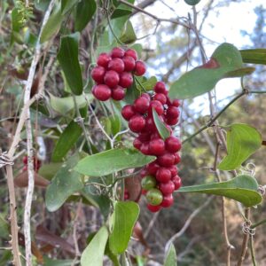 Smilax aspera berries