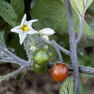 Solanum villosum