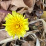 Taraxacum cyprium