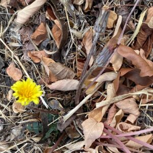 Taraxacum cyprium