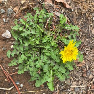 Taraxacum hellenicum