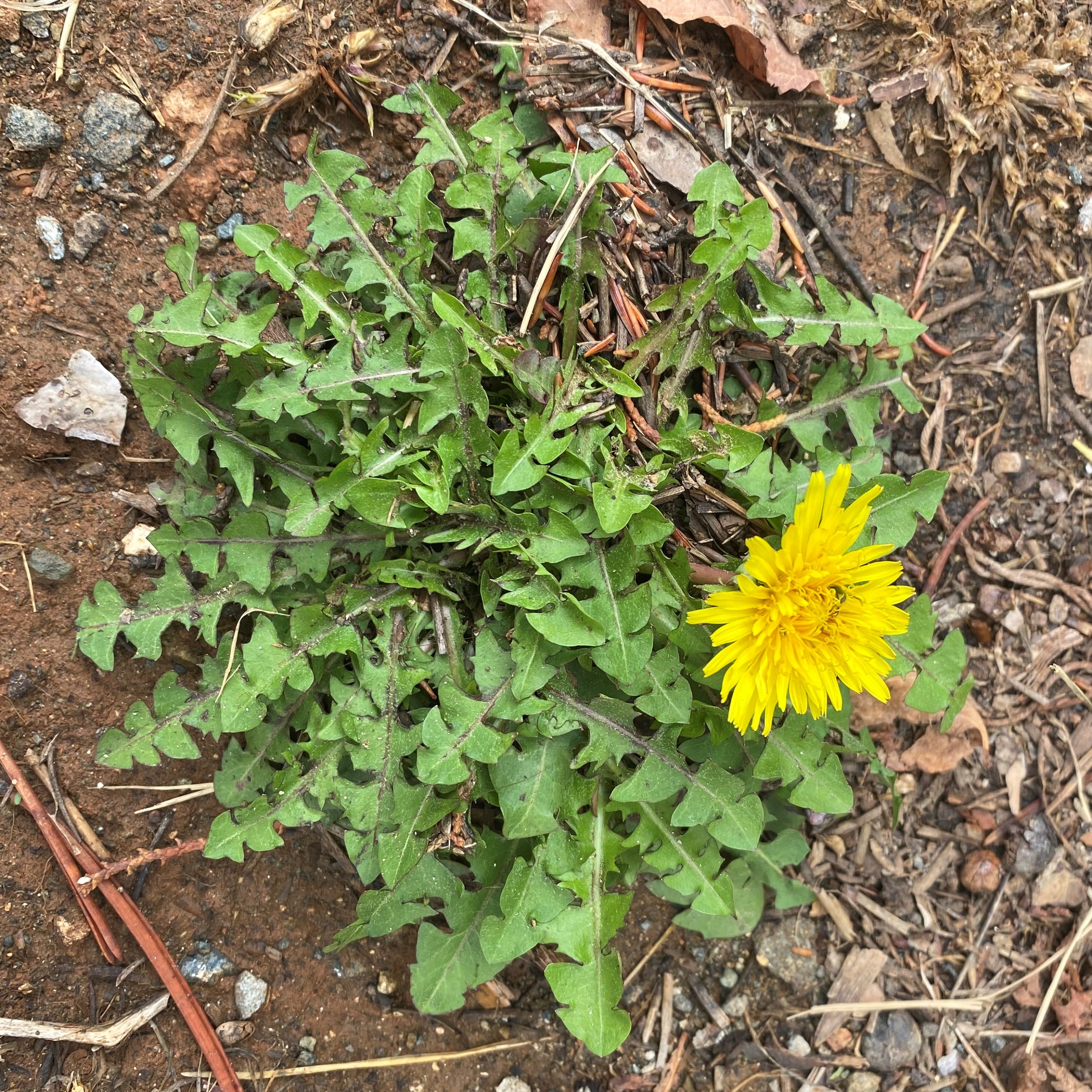 Taraxacum hellenicum