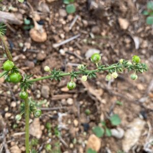 Asparagus acutifolius