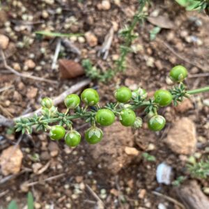 Asparagus acutifolius