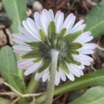 Bellis sylvestris