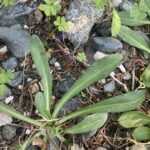 Bellis sylvestris leaves