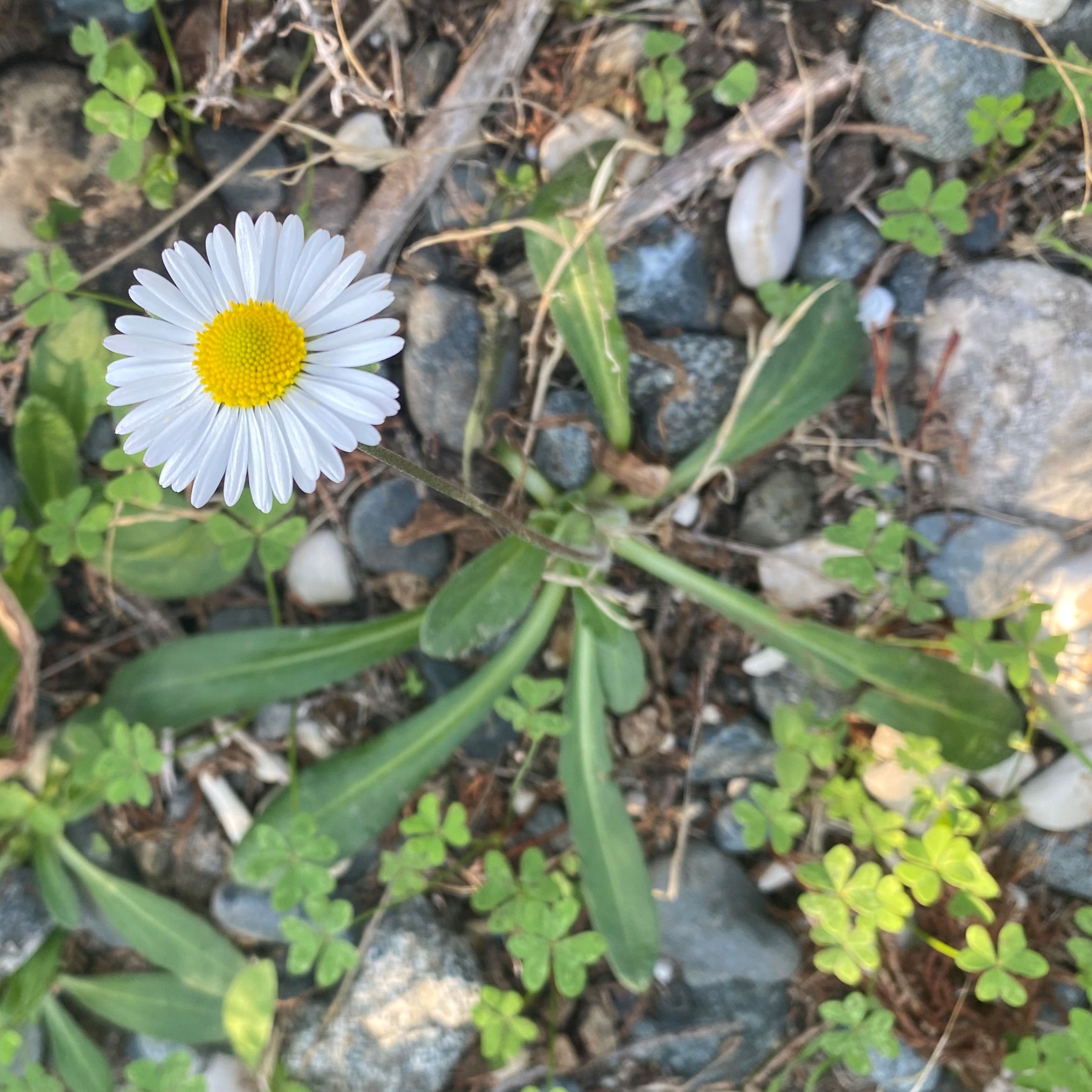 Bellis sylvestris