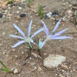 Colchicum pusillum