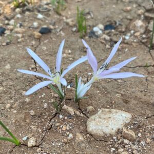 Colchicum pusillum