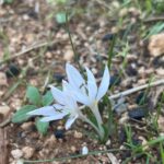 Colchicum pusillum