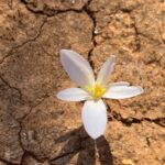 Colchicum pusillum