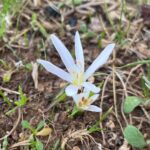 Colchicum pusillum